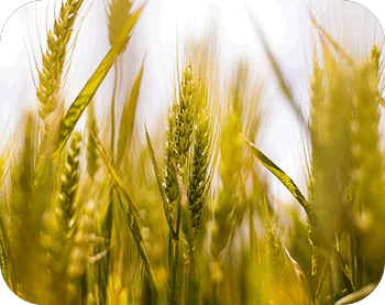 Bulk Agri Commodities